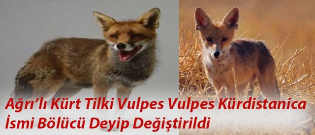 Bölücü Kürt Tilki Vulpes Vulpes Kurdistanica'nın Hikayesi